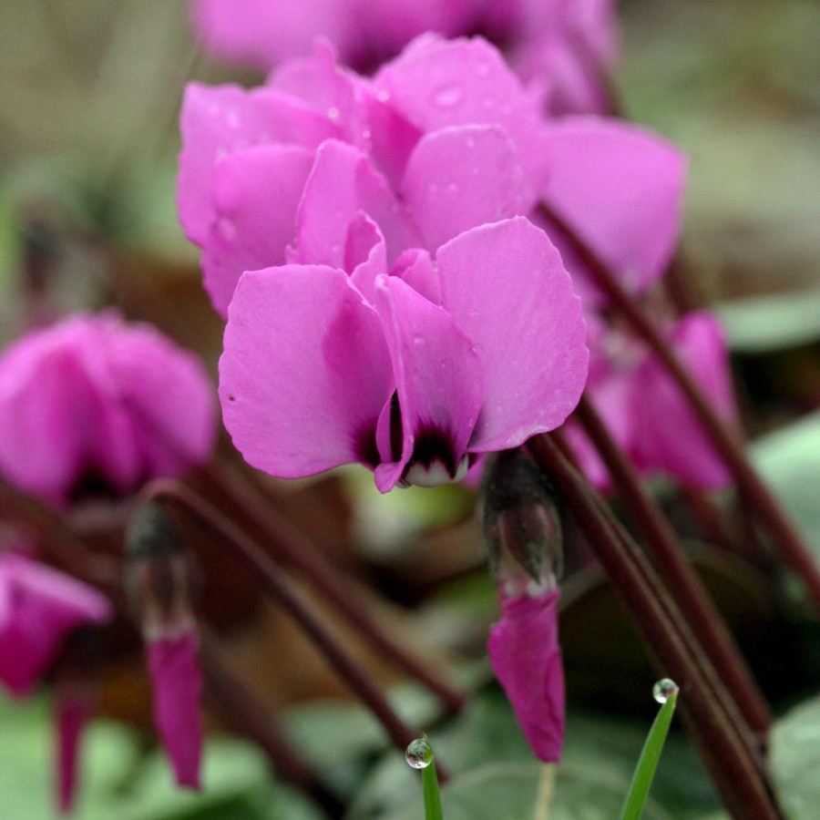 plantes-vivaces-cyclamen-coum-cyclamen-de-l-ile-de-cos-en-vente-pepiniere-lepage-