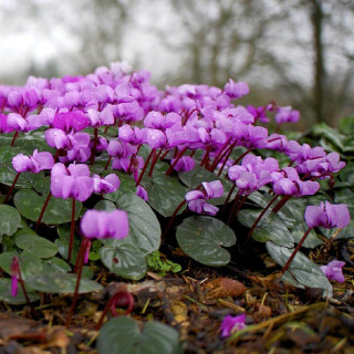 plantes-vivaces-cyclamen-coum-cyclamen-de-l-ile-de-cos-en-vente-pepiniere-lepage-