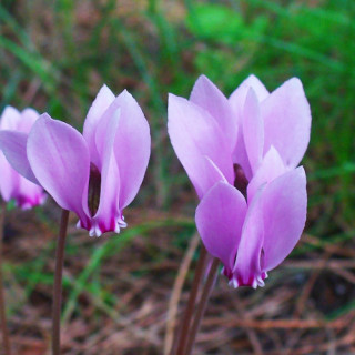 plantes-vivaces-cyclamen-hederifolium-cyclamen-de-naples-en-vente-cyclamen-a-feuilles-de-lierre-en-vente-pepiniere-lepage-