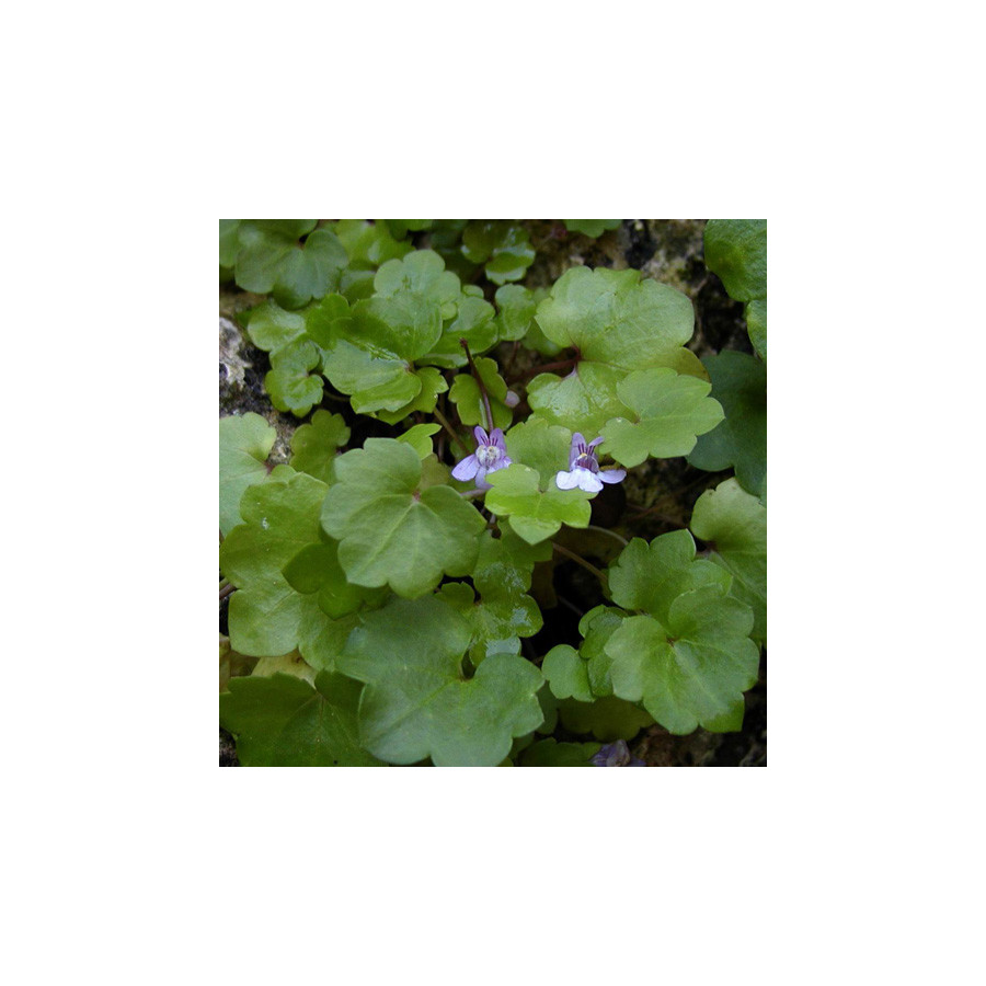 Plantes Vivaces CYMBALARIA muralis - Ruine de Rome en vente - Cymbalaire en vente - Pépinière Lepage .