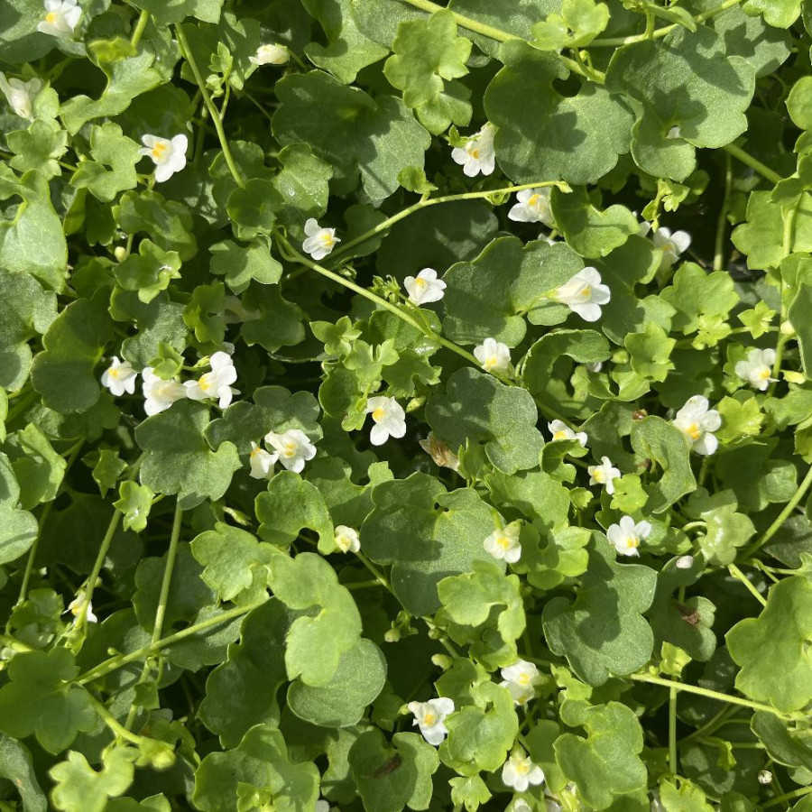CYMBALARIA muralis 'Alba'
