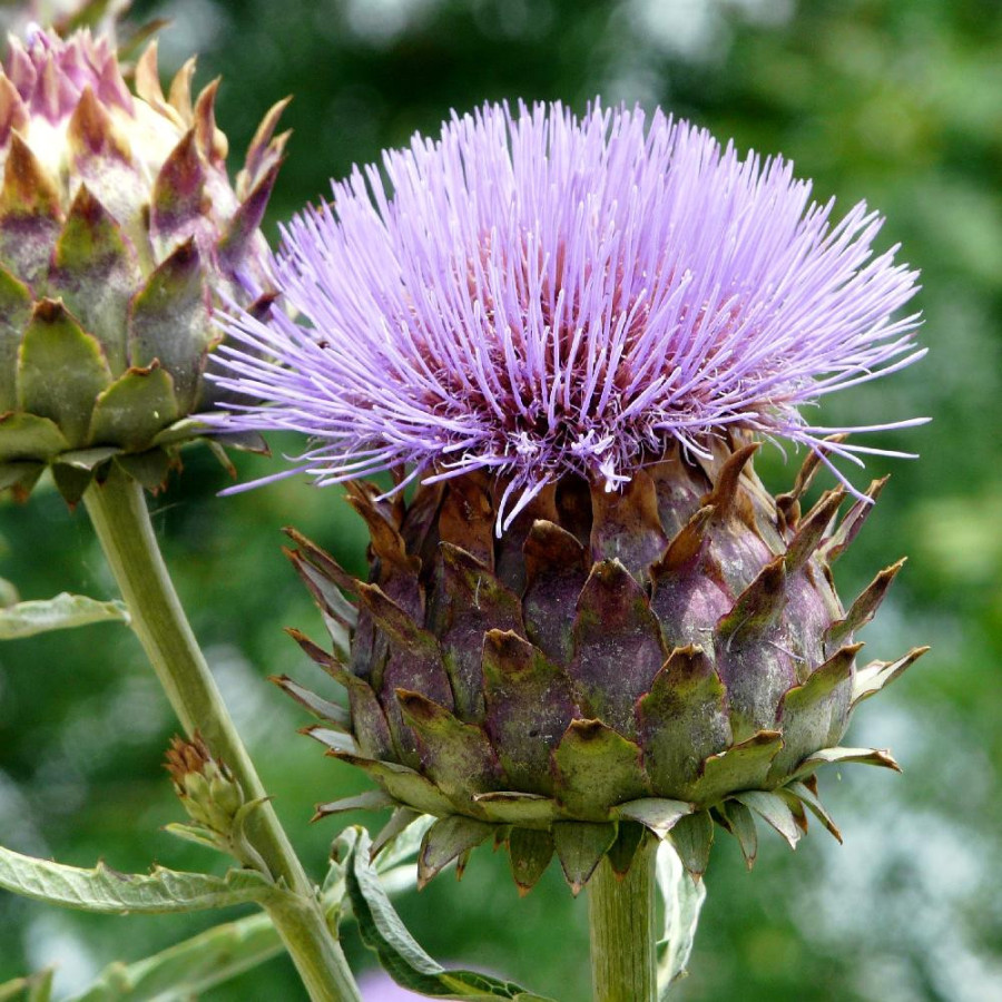Plantes Vivaces CYNARA scolymus - Artichaut en vente - Pépinière Lepage .