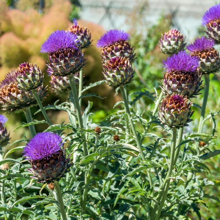 Plantes Vivaces CYNARA scolymus - Artichaut en vente - Pépinière Lepage .
