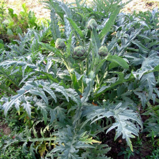 Plantes Vivaces CYNARA scolymus - Artichaut en vente - Pépinière Lepage .