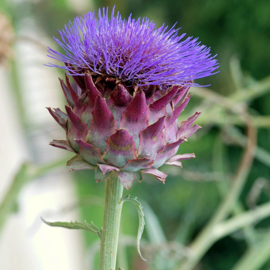 Plantes Vivaces CYNARA scolymus - Artichaut en vente - Pépinière Lepage .