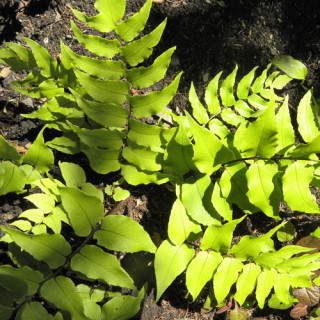 plantes-vivaces-cyrtomium-fortunei-fougere-en-vente-pepiniere-lepage-