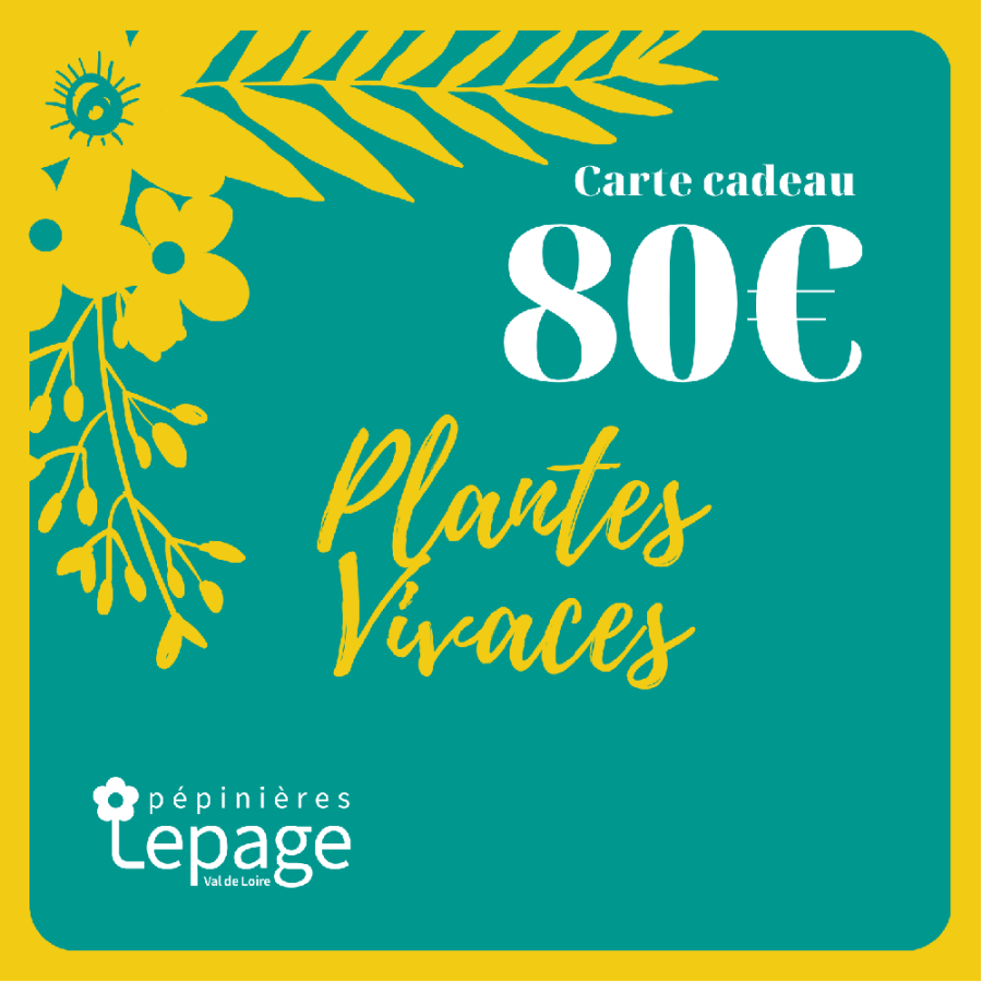 Plantes Vivaces Carte Cadeau 80 Euros - Bon d'achat  en vente - Pépinière Lepage .