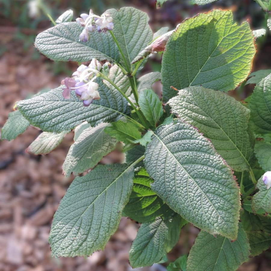 DEINANTHE 'Blue Wonder'
