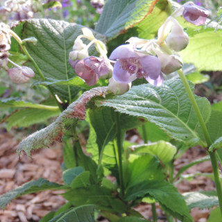 DEINANTHE 'Blue Wonder'