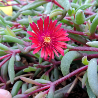DELOSPERMA 'Desert Dancers Red' ®