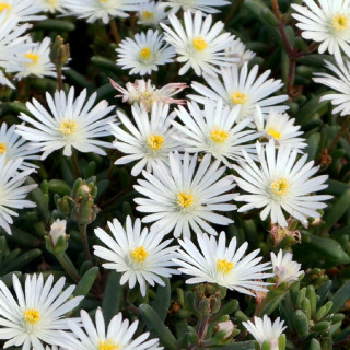 plantes-vivaces-delosperma-graaf-reinet-en-vente-pepiniere-lepage-