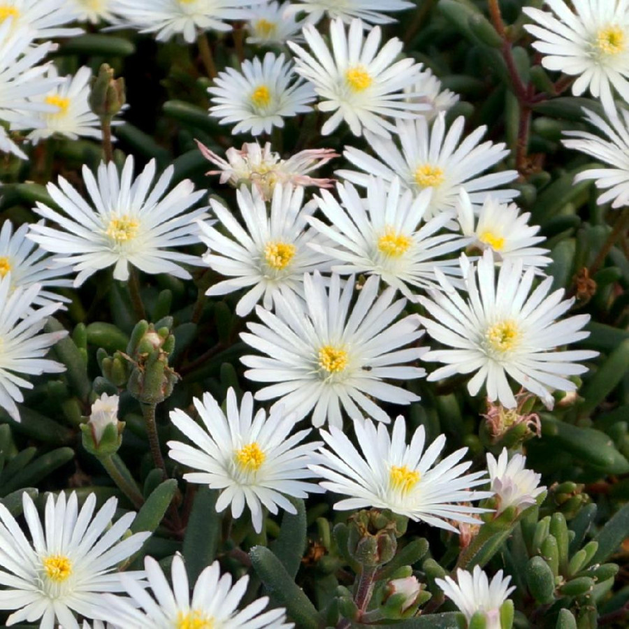 Plantes Vivaces DELOSPERMA 'Graaf Reinet' en vente - Pépinière Lepage .