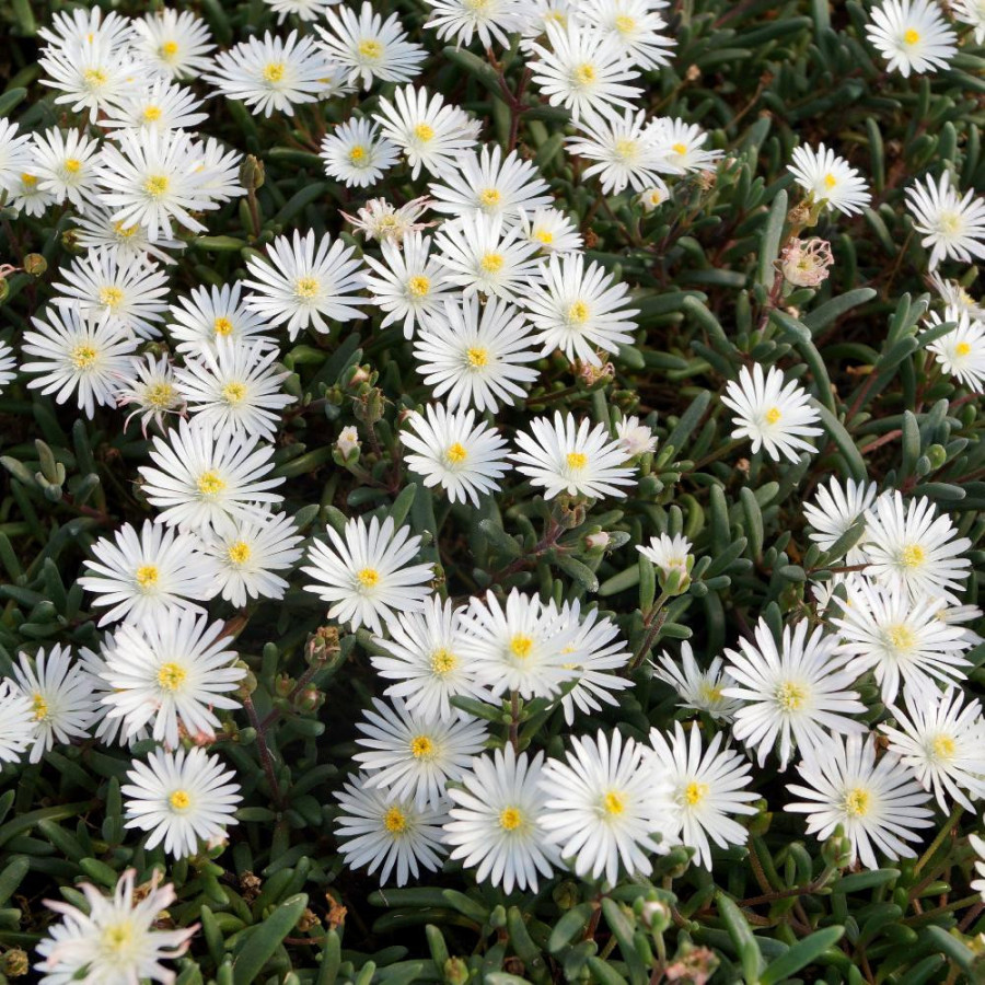 Plantes Vivaces DELOSPERMA 'Graaf Reinet' en vente - Pépinière Lepage .