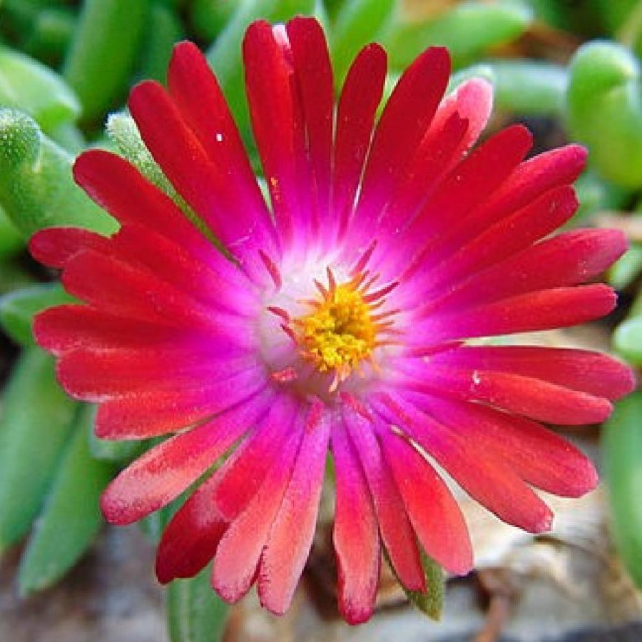 Plantes Vivaces DELOSPERMA 'Jewel of Desert Garnet' ® en vente - Pépinière Lepage .