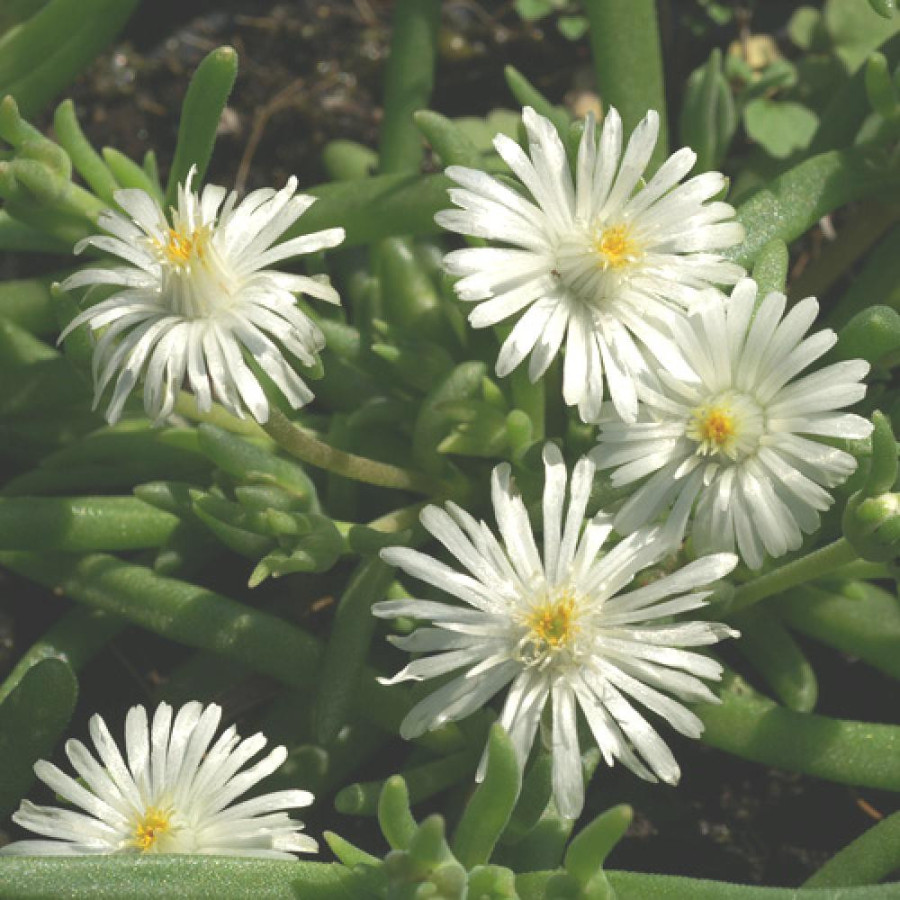 Plantes Vivaces DELOSPERMA 'Jewel of Desert Moon Stone' ® en vente - Pépinière Lepage .