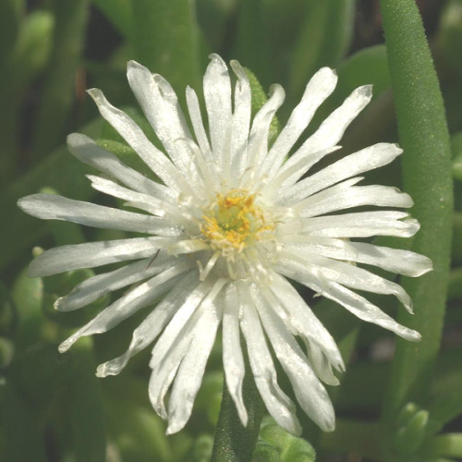 Plantes Vivaces DELOSPERMA 'Jewel of Desert Moon Stone' ® en vente - Pépinière Lepage .