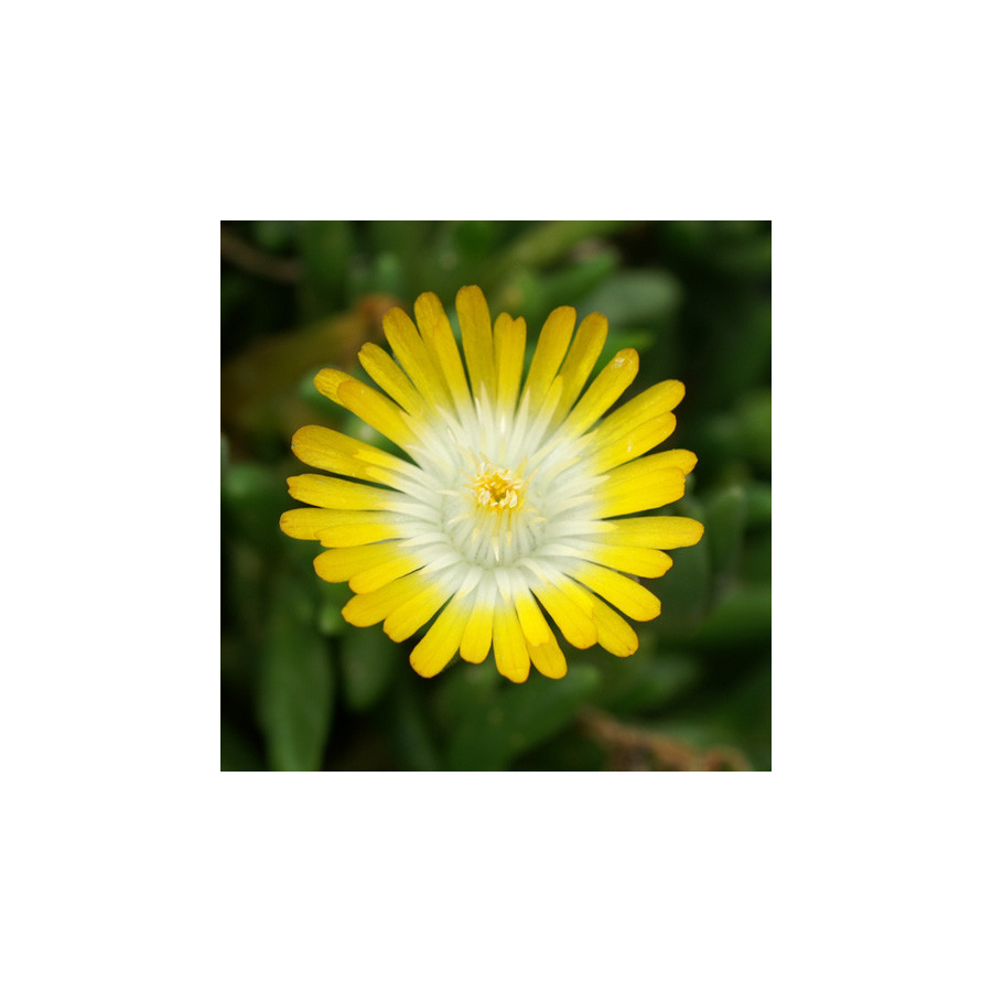 Plantes Vivaces DELOSPERMA 'Jewel of Desert Peridott' ®  en vente - Pépinière Lepage .