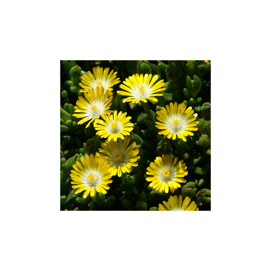 Plantes Vivaces DELOSPERMA 'Jewel of Desert Peridott' ®  en vente - Pépinière Lepage .