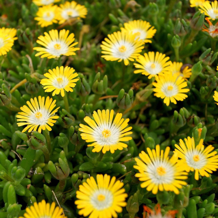Plantes Vivaces DELOSPERMA 'Jewel of Desert Peridott' ®  en vente - Pépinière Lepage .