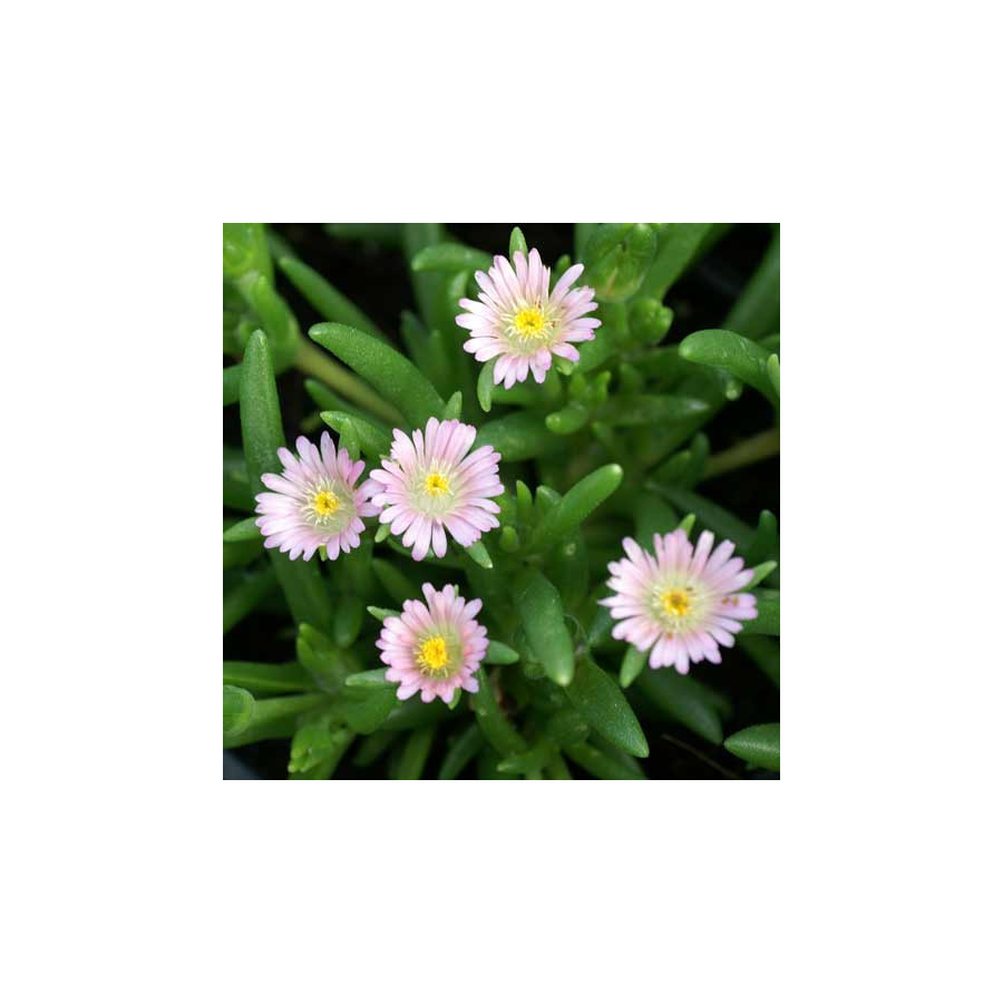 Plantes Vivaces DELOSPERMA 'Jewel of Desert Rosequartz' ® en vente - Pépinière Lepage .