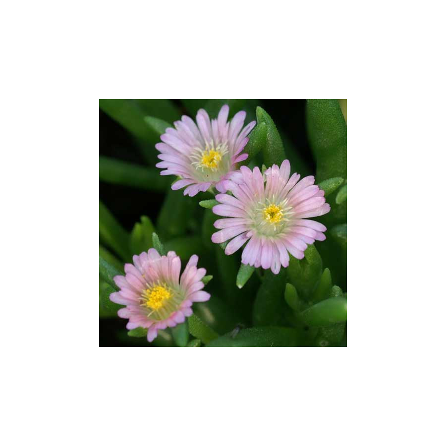 Plantes Vivaces DELOSPERMA 'Jewel of Desert Rosequartz' ® en vente - Pépinière Lepage .