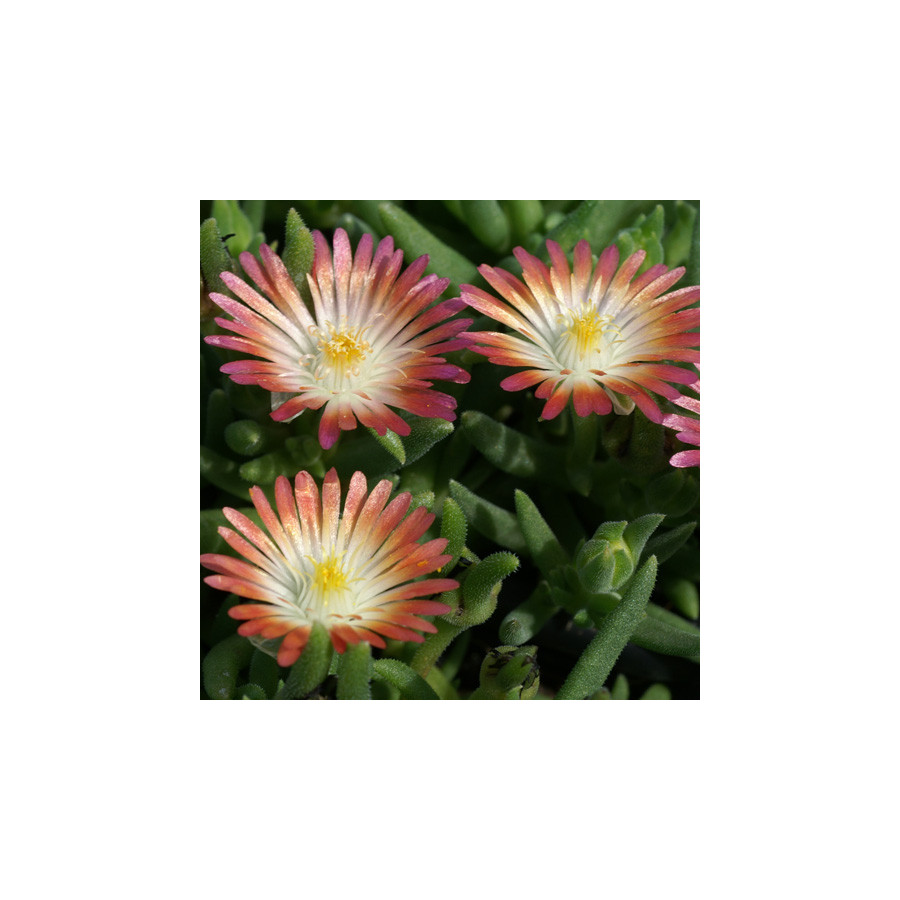 Plantes Vivaces DELOSPERMA 'Jewel of Desert Ruby' ® en vente - Pépinière Lepage .