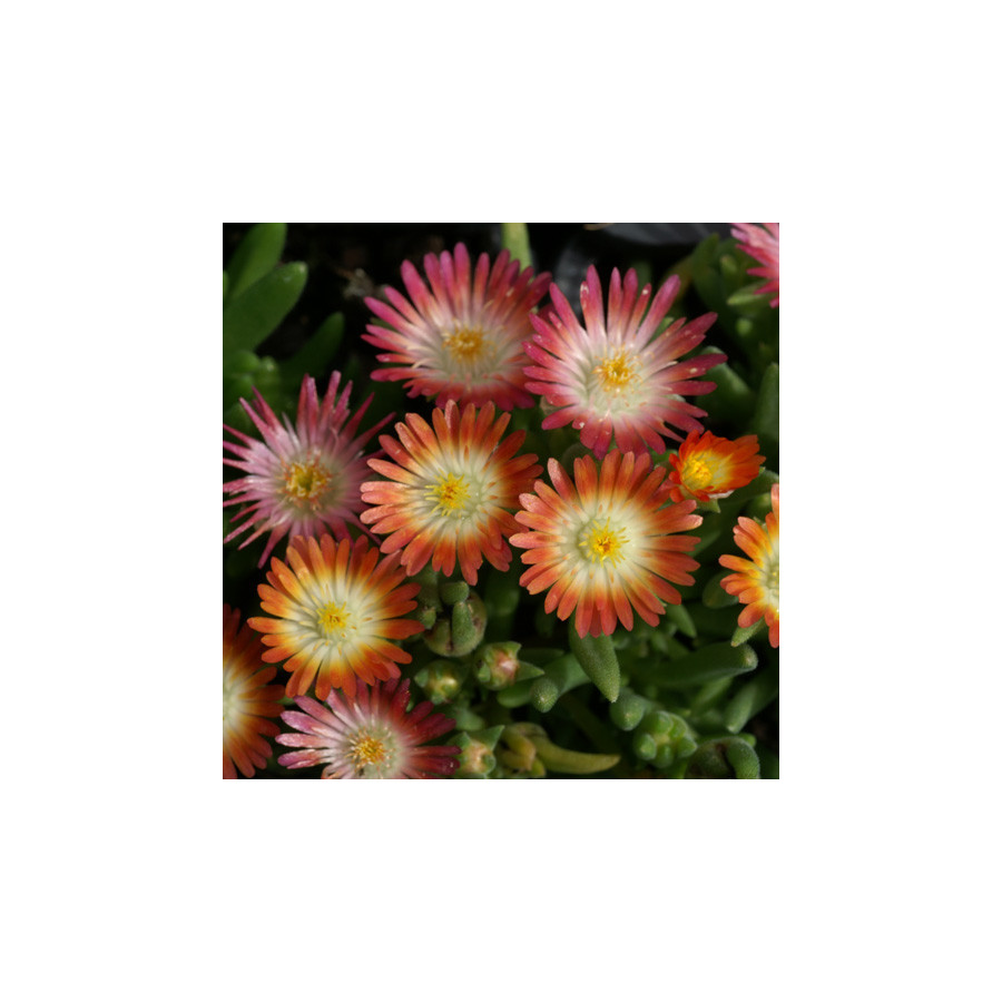Plantes Vivaces DELOSPERMA 'Jewel of Desert Ruby' ® en vente - Pépinière Lepage .