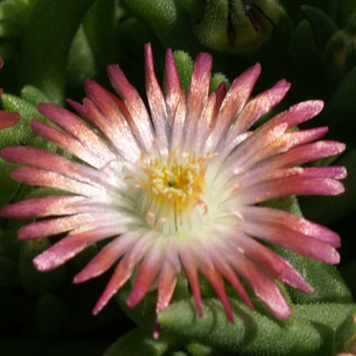 Plantes Vivaces DELOSPERMA 'Jewel of Desert Ruby' ® en vente - Pépinière Lepage .