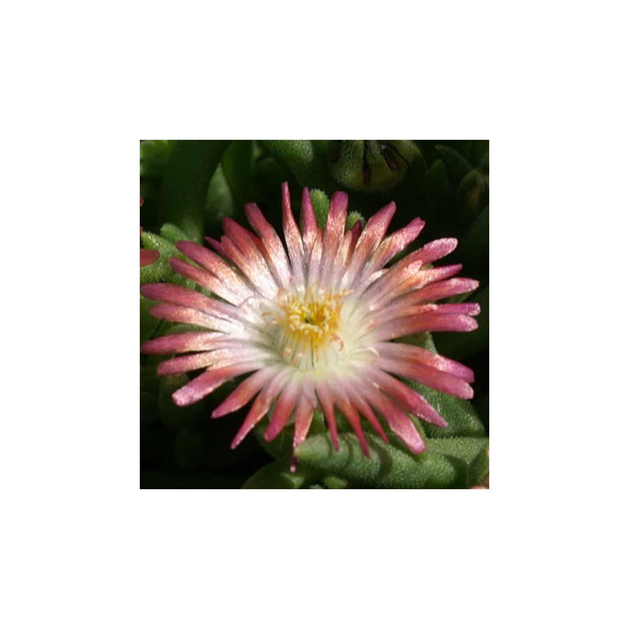 Plantes Vivaces DELOSPERMA 'Jewel of Desert Ruby' ® en vente - Pépinière Lepage .