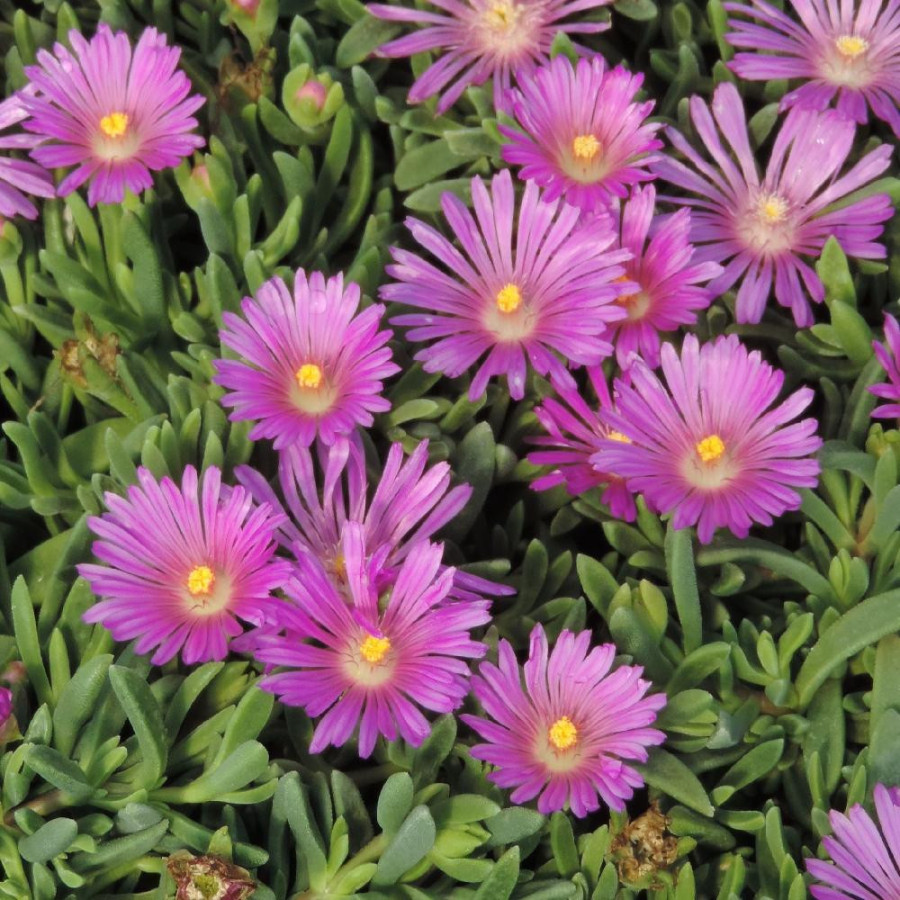 Plantes Vivaces DELOSPERMA ashtonii en vente - Pépinière Lepage .