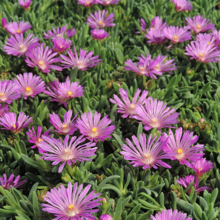 Plantes Vivaces DELOSPERMA ashtonii en vente - Pépinière Lepage .