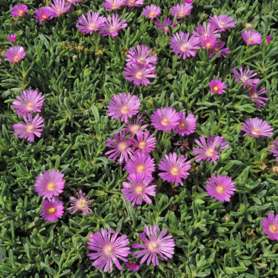 Plantes Vivaces DELOSPERMA ashtonii en vente - Pépinière Lepage .