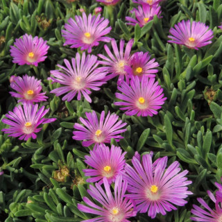 Plantes Vivaces DELOSPERMA ashtonii en vente - Pépinière Lepage .