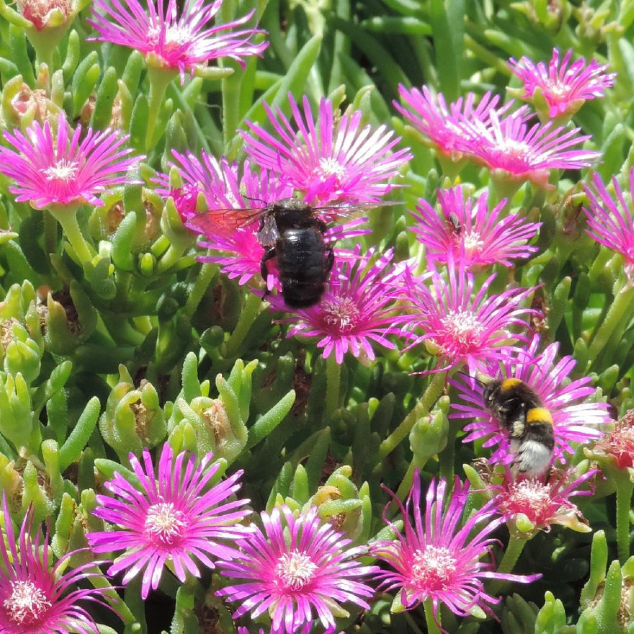 Plantes Vivaces DELOSPERMA cooperi - Pourprier de Cooper en vente - Pépinière Lepage .