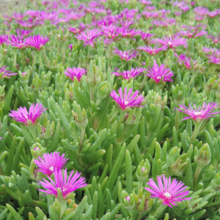 Plantes Vivaces DELOSPERMA cooperi - Pourprier de Cooper en vente - Pépinière Lepage .