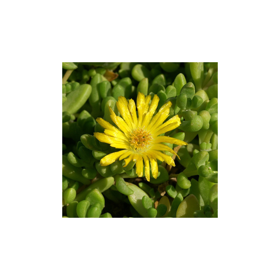 Plantes Vivaces DELOSPERMA nubigenum en vente - Pépinière Lepage .