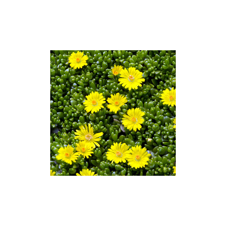 Plantes Vivaces DELOSPERMA nubigenum en vente - Pépinière Lepage .