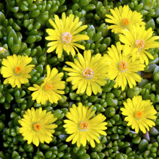 Plantes Vivaces DELOSPERMA nubigenum en vente - Pépinière Lepage .