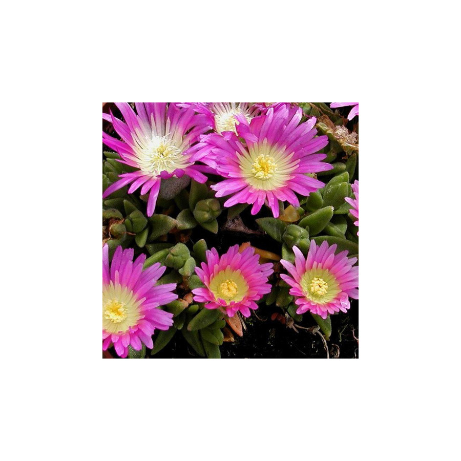 Plantes Vivaces DELOSPERMA sutherlandii en vente - Pépinière Lepage .