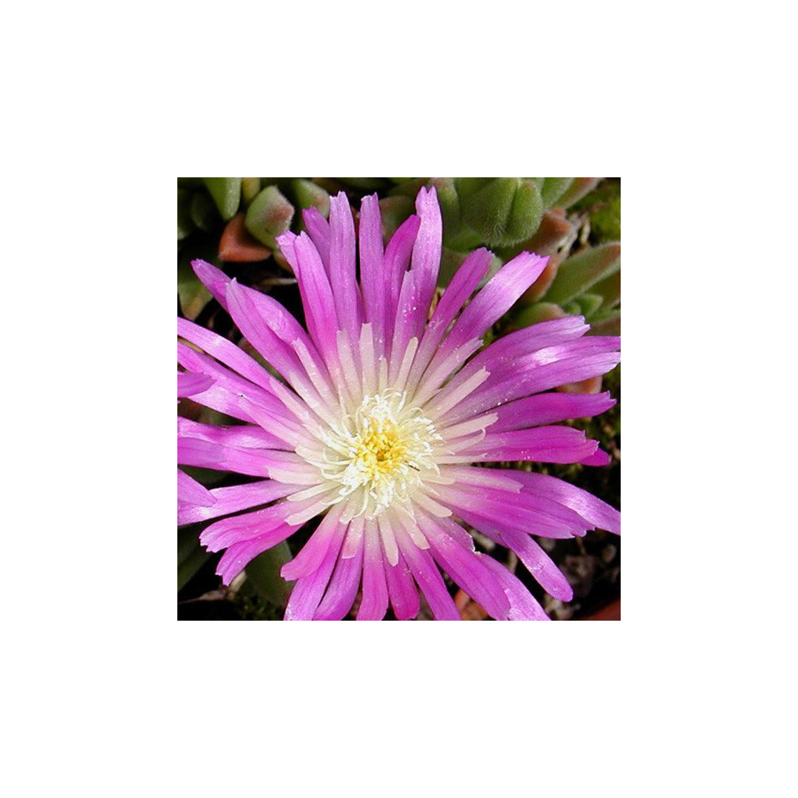 Plantes Vivaces DELOSPERMA sutherlandii en vente - Pépinière Lepage .