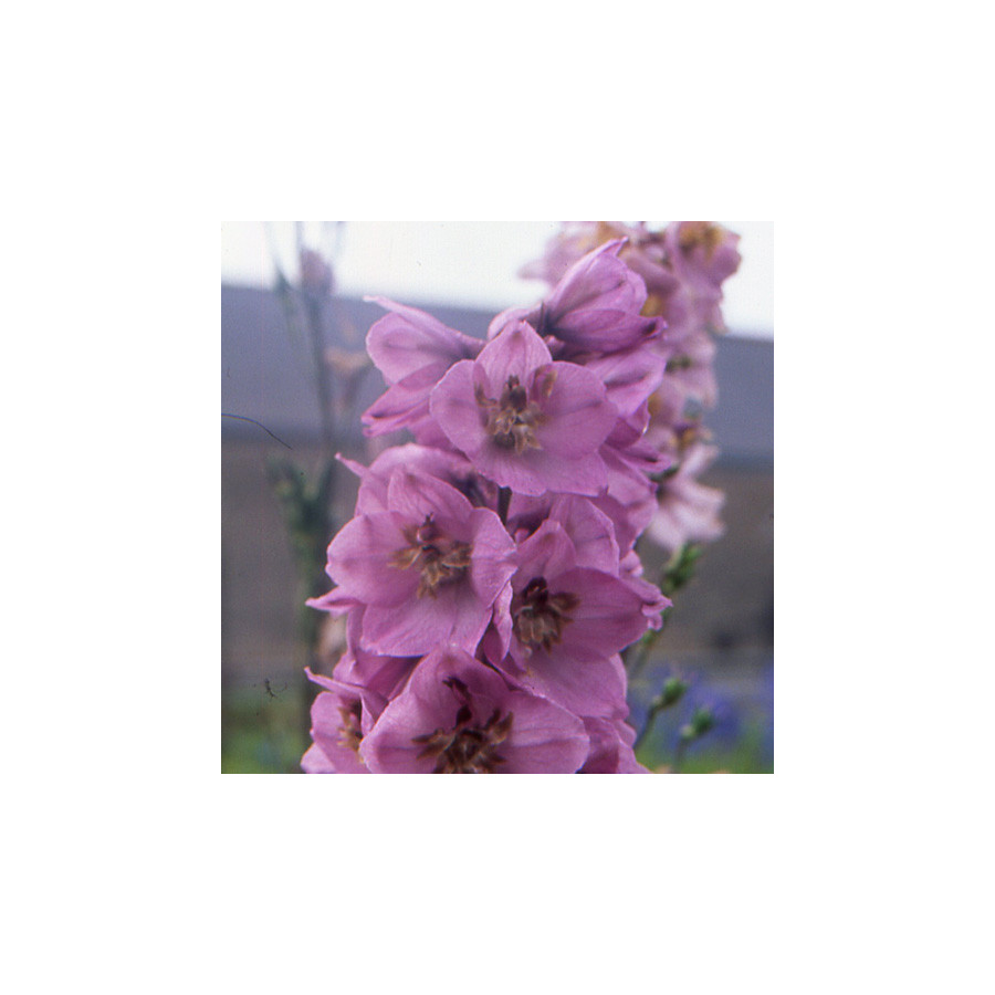 plantes-vivaces-delphinium-astolat-pacific-giant-group-pied-d-alouette-vivace-en-vente-pepiniere-lepage-