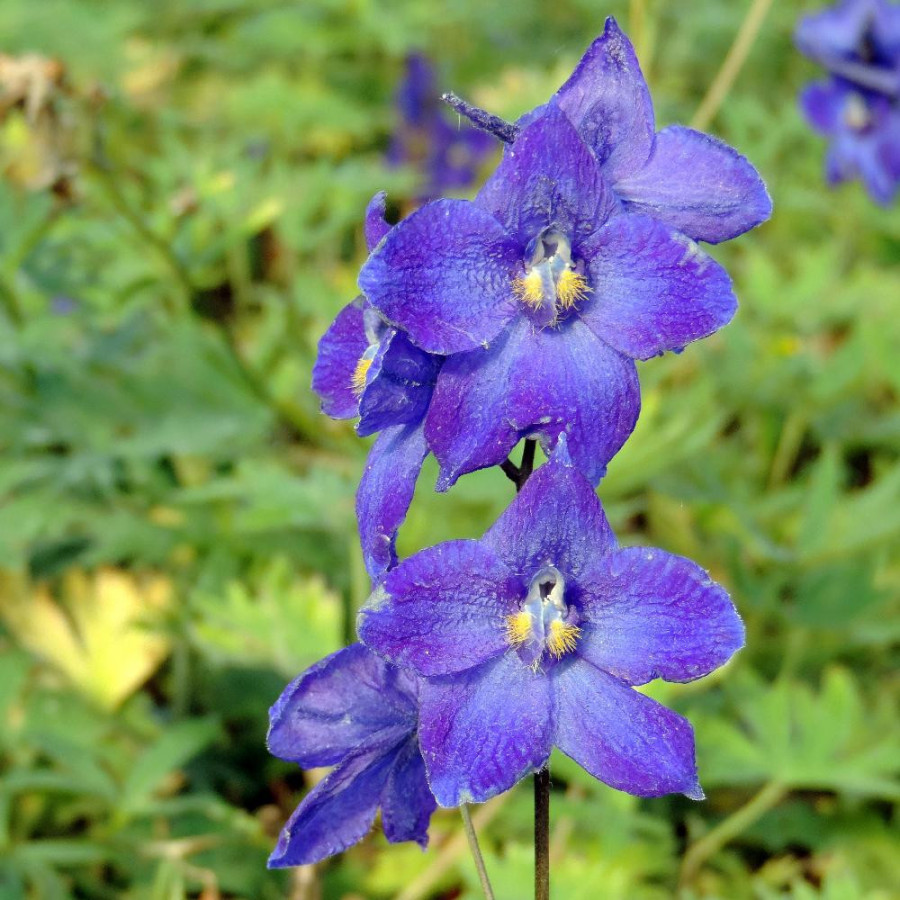 Plantes Vivaces DELPHINIUM 'Atlantis' (Belladonna Group) - Pied d'alouette vivace en vente - Pépinière Lepage .