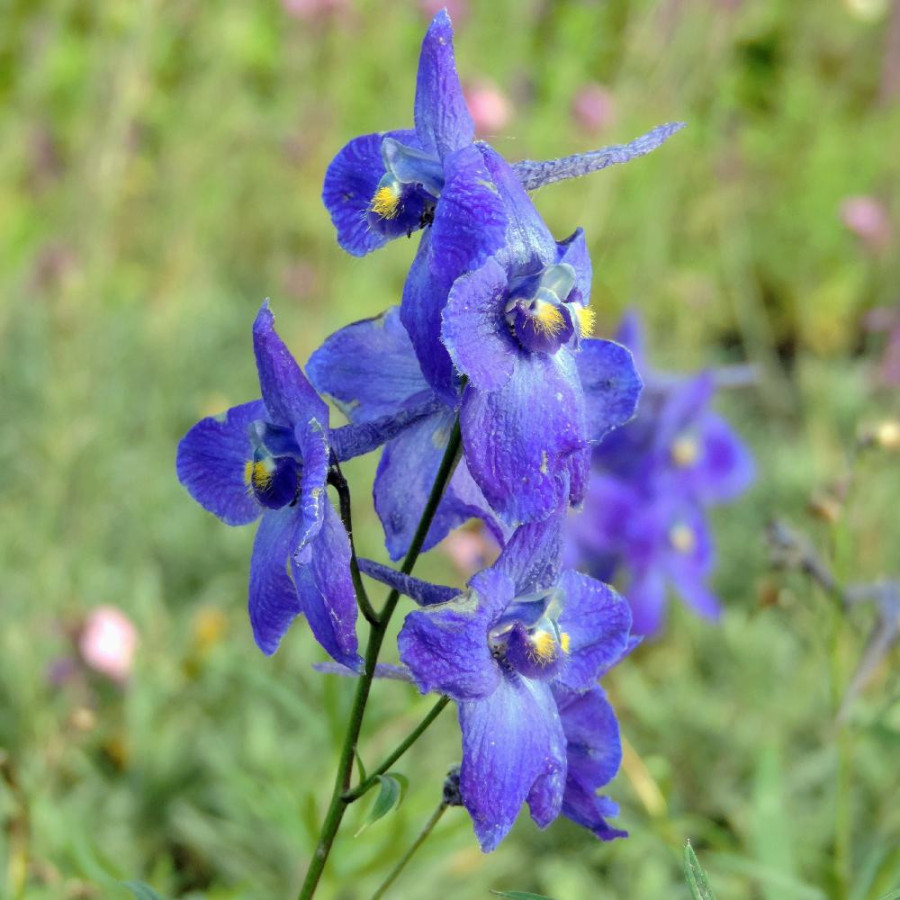 Plantes Vivaces DELPHINIUM 'Atlantis' (Belladonna Group) - Pied d'alouette vivace en vente - Pépinière Lepage .