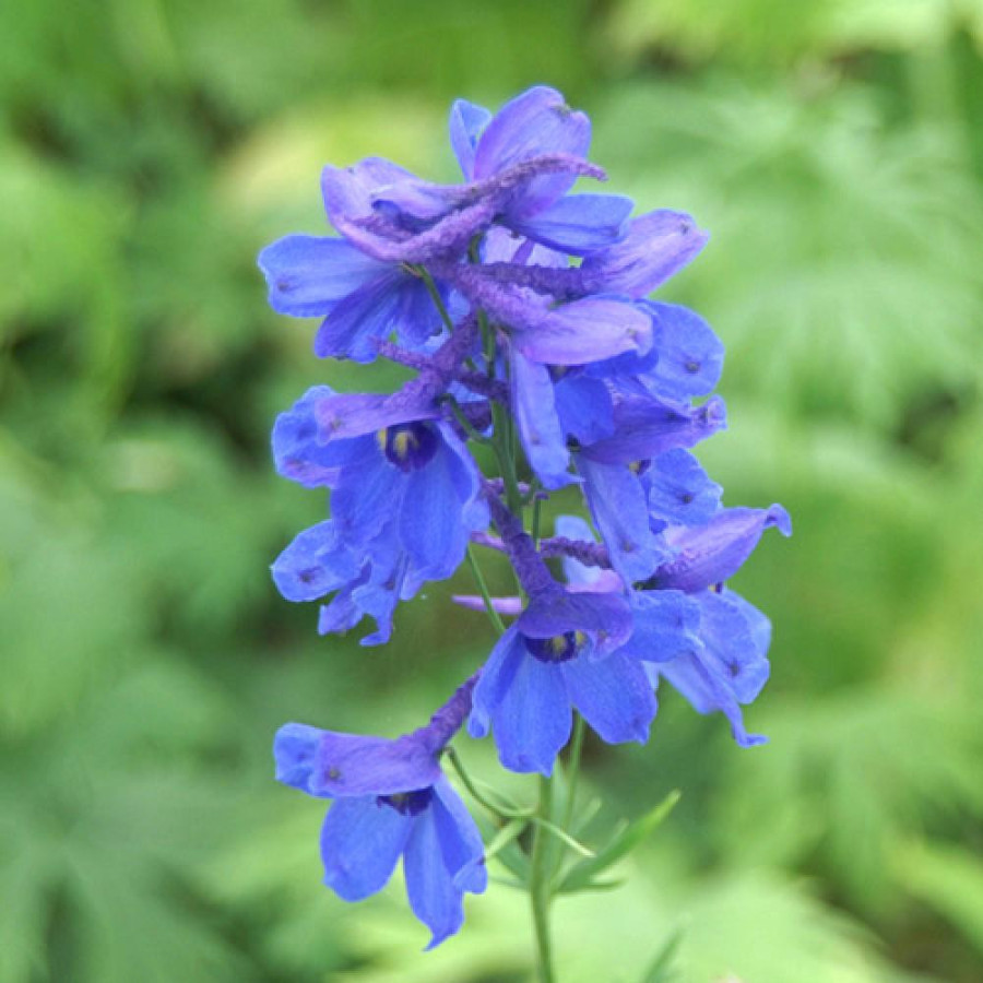 Plantes Vivaces DELPHINIUM 'Bellamosum' (Belladonna Group) - Pied d'alouette vivace en vente - Pépinière Lepage .