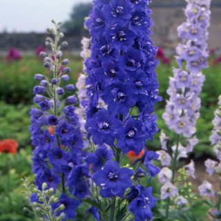 plantes-vivaces-delphinium-blue-bird-pacific-giant-group-pied-d-alouette-vivace-en-vente-pepiniere-lepage-
