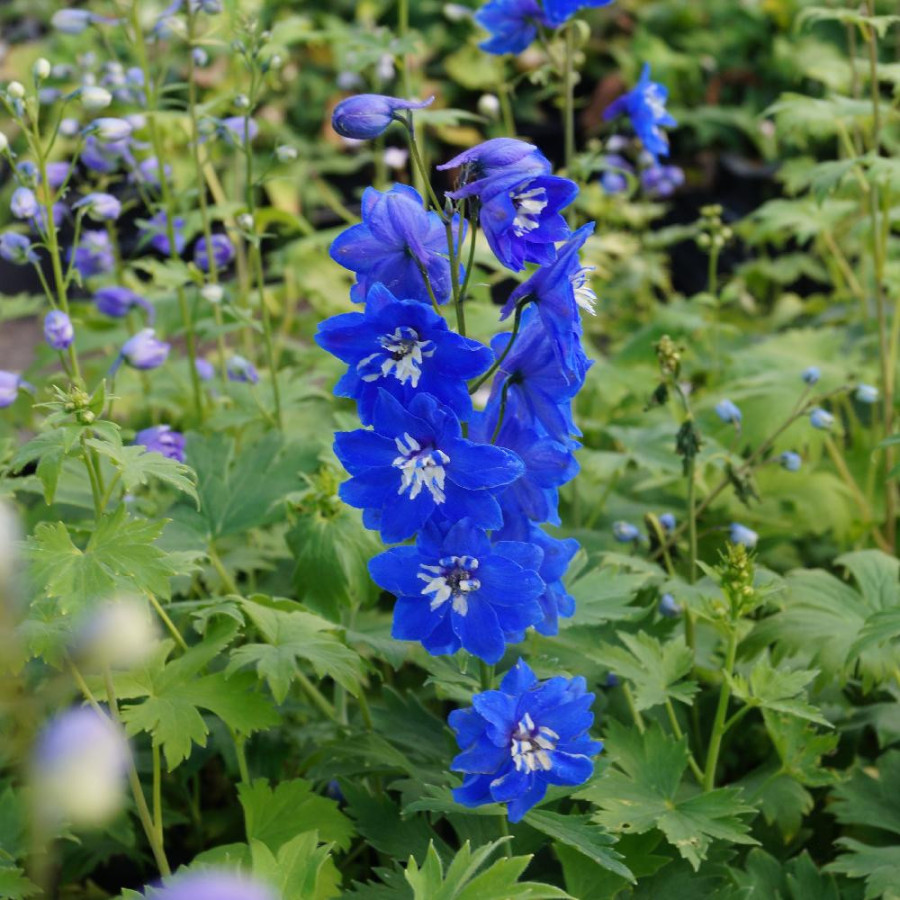 Plantes Vivaces DELPHINIUM 'Blue Bird' (Pacific Giant Group) - Pied d'alouette vivace en vente - Pépinière Lepage .