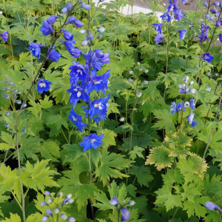 Plantes Vivaces DELPHINIUM 'Blue Bird' (Pacific Giant Group) - Pied d'alouette vivace en vente - Pépinière Lepage .