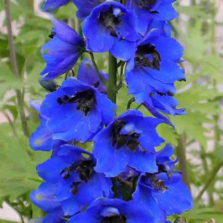 plantes-vivaces-delphinium-blue-jay-pacific-giant-group-pied-d-alouette-vivace-en-vente-pepiniere-lepage-