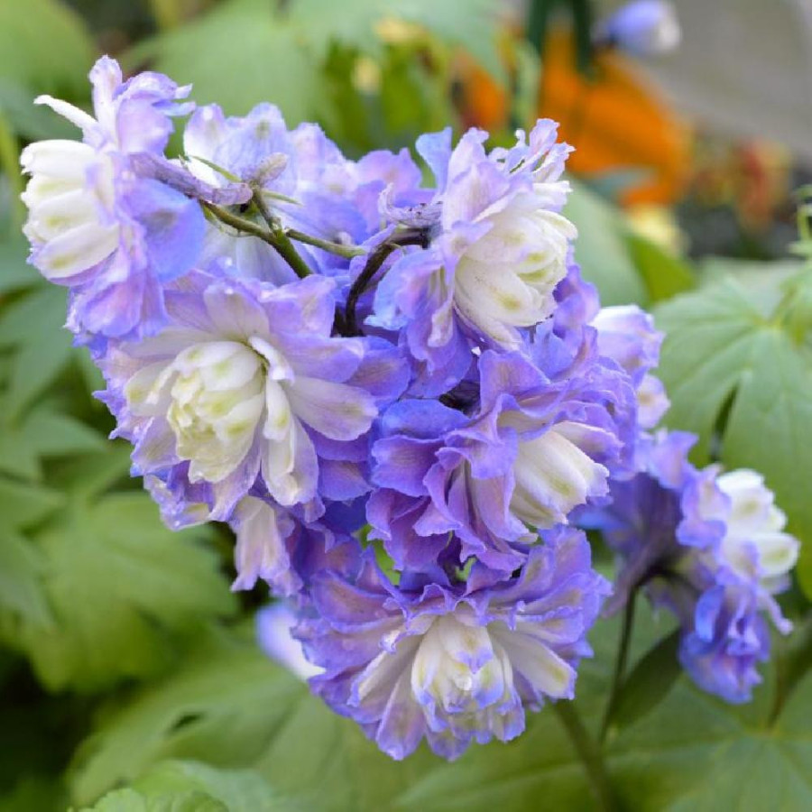 Plantes Vivaces DELPHINIUM 'Bolero' ® - Pied d'alouette vivace en vente - Pépinière Lepage .