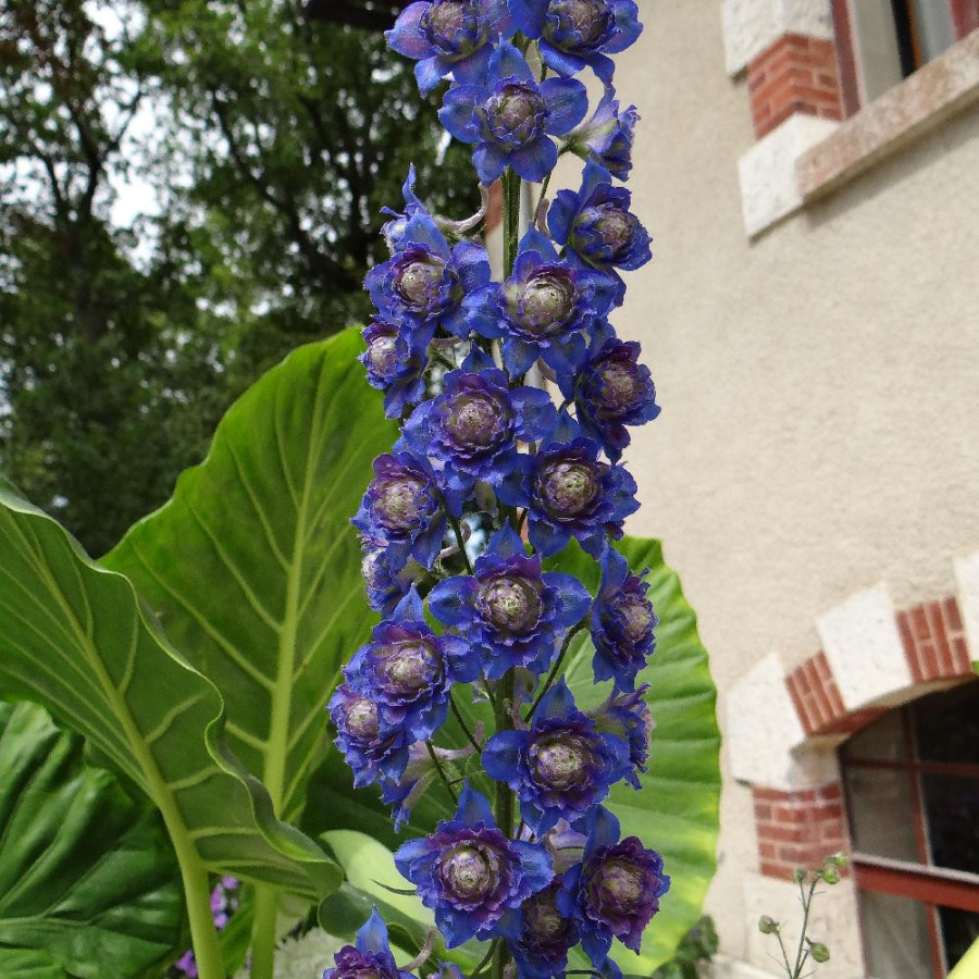 Plantes Vivaces DELPHINIUM 'Bolero' ® - Pied d'alouette vivace en vente - Pépinière Lepage .